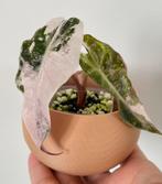 Alocasia polly pink variegata, Huis en Inrichting, Kamerplanten, Ophalen of Verzenden, Halfschaduw, Minder dan 100 cm