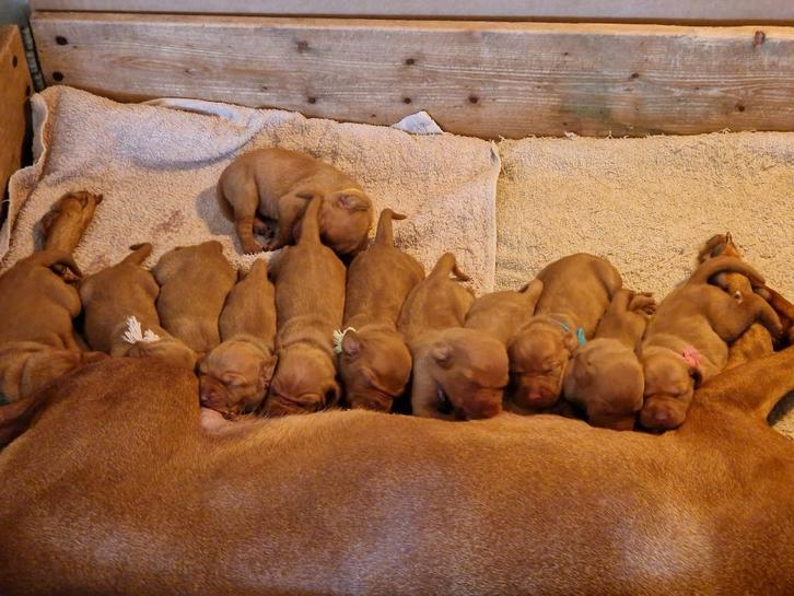 vizsla visla vizlapups, Dieren en Toebehoren, Honden | Setters en Staande honden, Meerdere dieren, Overige rassen, Particulier