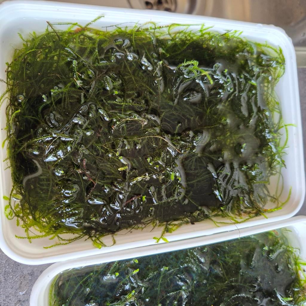 Javamos, Ophalen, Verlichting of Verwarming