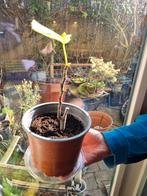 Klein Vijgenboompje Mitsuriksa-10, Bloeit niet, Minder dan 100 cm, Volle zon, In pot