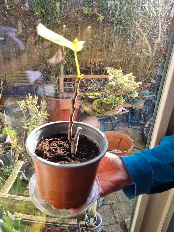 Klein Vijgenboompje Mitsuriksa-10, Tuin en Terras, Planten | Bomen, Overige soorten, Minder dan 100 cm, Volle zon, Bloeit niet