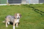 Beagle kruising corgi pup laatste uit nestje, België, 15 weken tot 1 jaar, Teef, Parvo