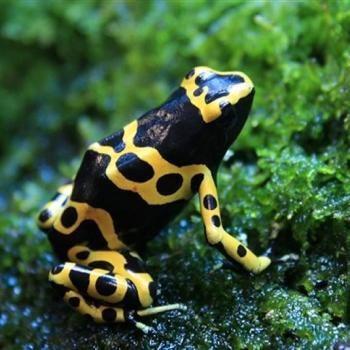 Dendrobates leucomelas Frog - unknown for sale from Dierenhandel EXOTICA