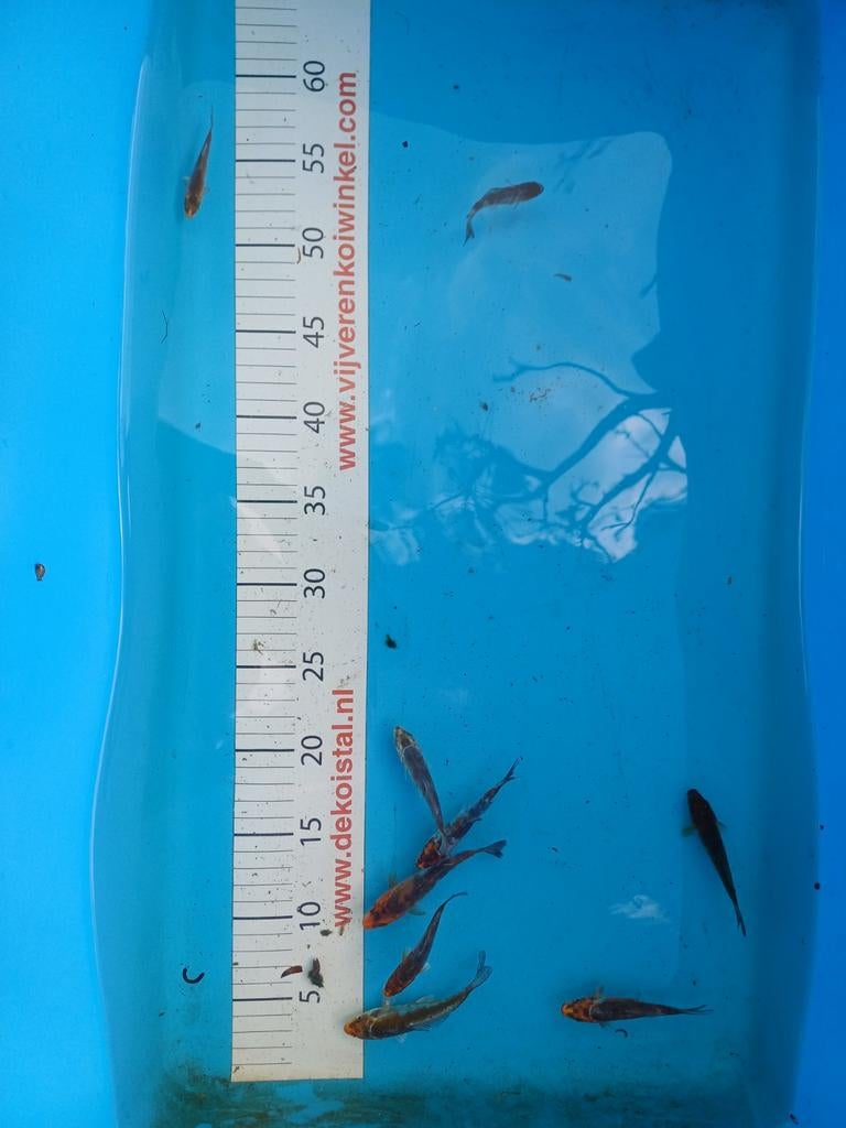 Japanse koi, ochiba, Dieren en Toebehoren, Vissen | Vijvervissen, Karper of Koi