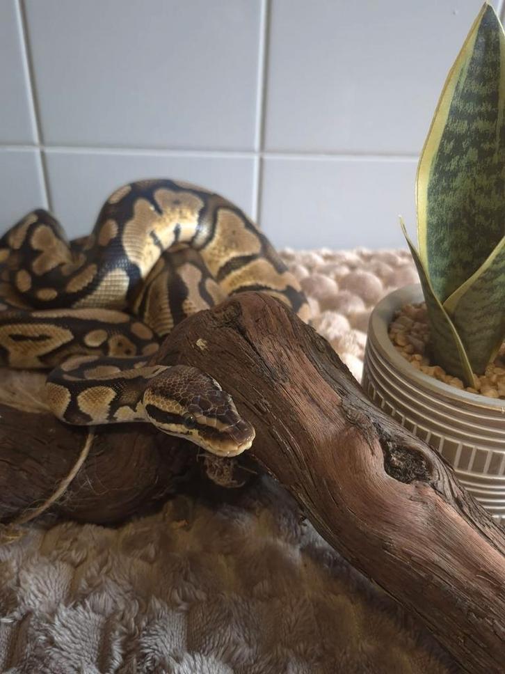 Python man aangeboden wegens inkrimpen Reticulated Python - male for sale from Miss D