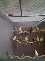 Gezocht vele soorten vogels kanaries tropen parkieten, Dieren en Toebehoren, Meerdere dieren, Kleurkanarie