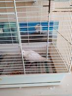 lach duifen, Dieren en Toebehoren, Meerdere dieren, Tortelduif