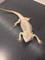 Baardagaam zero vrouw, Overige soorten, 7 tot 10 jaar