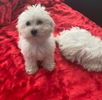Maltipoo pups, Dieren en Toebehoren, Parvo, Overige rassen, 8 tot 15 weken, Meerdere