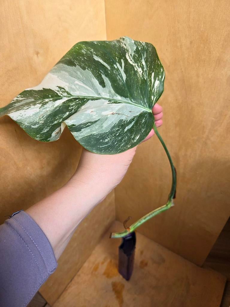 Monstera Variegata stekje, Huis en Inrichting, Kamerplanten, Ophalen of Verzenden, Halfschaduw, Minder dan 100 cm