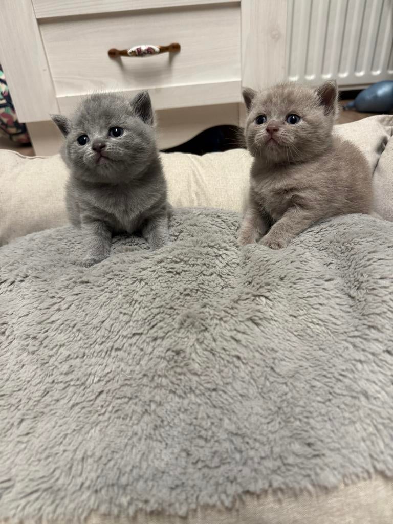 Mooie Britse koorthaar lilac en grijs, Dieren en Toebehoren, Poes, Ontwormd, 0 tot 2 jaar