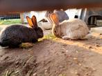 Vlaamse reuzen, Dieren en Toebehoren, Konijnen, Mannelijk, Groot, 0 tot 2 jaar