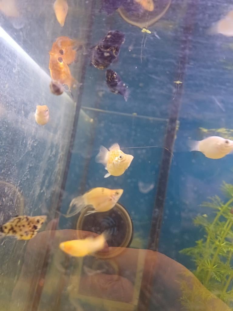 Ballonnen mollys, Dieren en Toebehoren, Vis