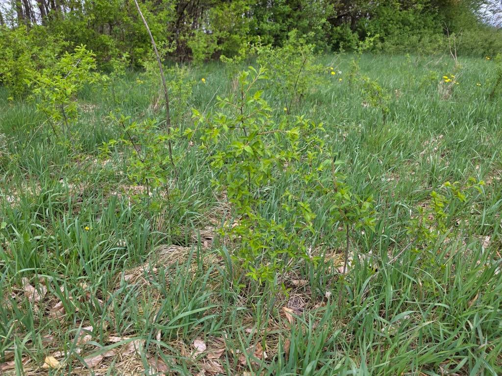 Sleedoorn zaailing - Prunus spinosa, Ophalen, Halfschaduw, Overige soorten, Lente