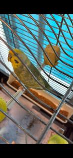 Grasparkiet pop 2023, Dieren en Toebehoren, Vogels | Parkieten en Papegaaien, Vrouwelijk, Parkiet, Geringd