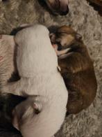 Pomchi pups, Overige rassen, 8 tot 15 weken, Meerdere, Meerdere dieren