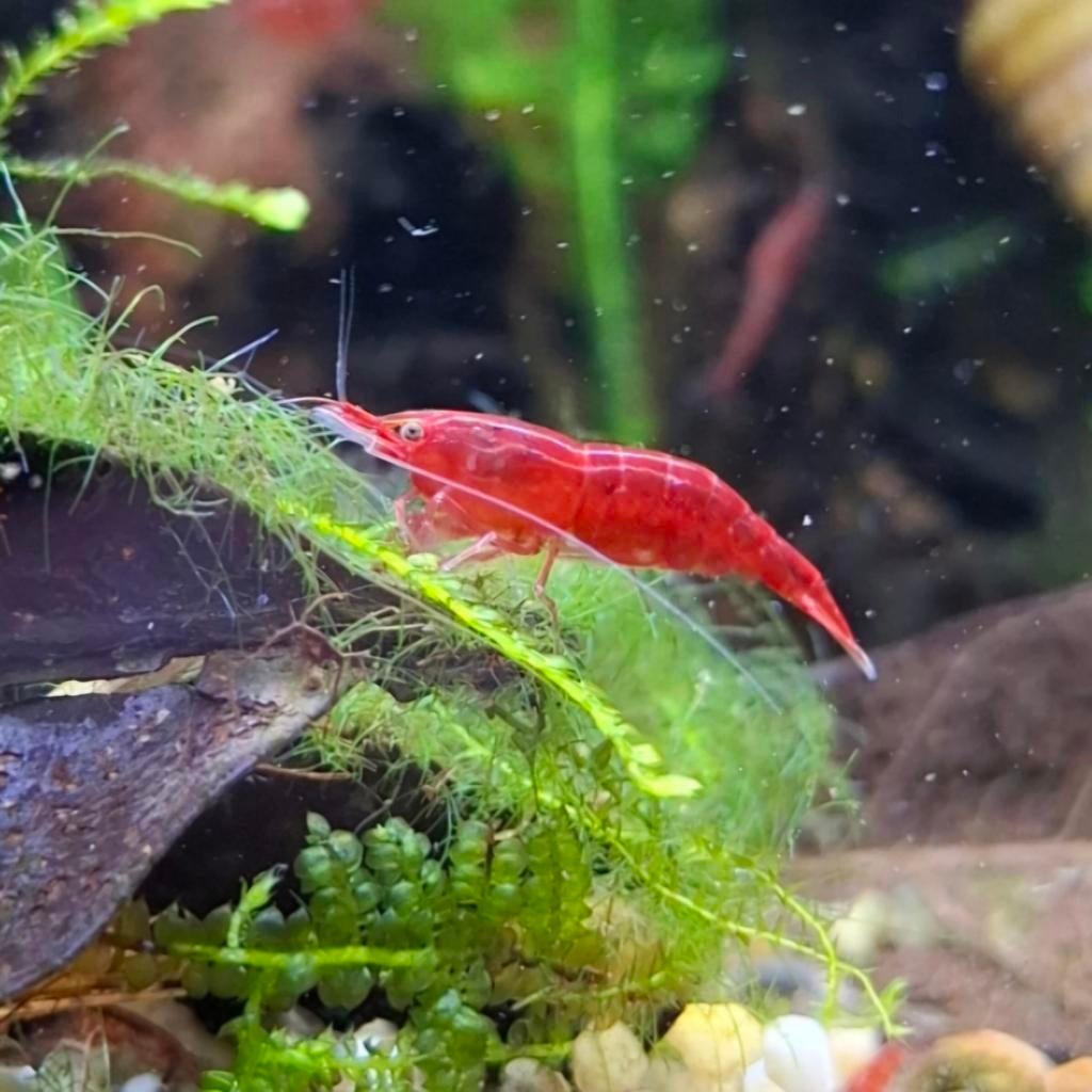 Neocaridina vuurgarnalen