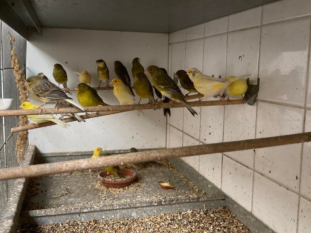 Vogelmarkt Liempde, Dieren en Toebehoren, Vogels | Kanaries, Meerdere dieren, Kleurkanarie
