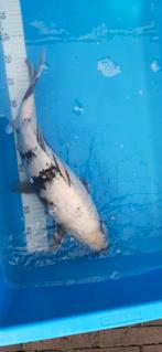 koi karper, Karper of Koi