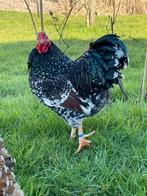 Wyandotte rood porselein kriel haan, Dieren en Toebehoren, Pluimvee, Mannelijk, Kip