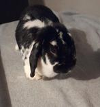 Een hele mooie hangoor voedster te koop., Dieren en Toebehoren, Konijnen, Vrouwelijk, Dwerg, Hangoor, 0 tot 2 jaar