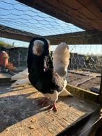 Duiven, Meerdere dieren, Postduif