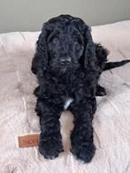 Labradoodle medium pup reutje, 8 tot 15 weken, Eén hond, Nederland, Particulier