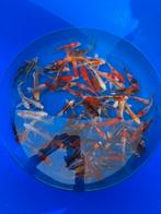 Butterfly koi Mix, Karper of Koi