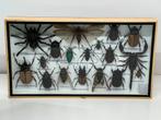Echte opgezette insecten in lijst 36 x 20 x 3.5 cm