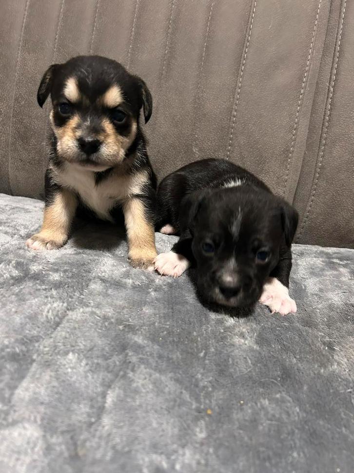 Bijzondere chihuahua mix reutjes beschikbaar!, Dieren en Toebehoren, Honden | Chihuahua's en Gezelschapshonden, Meerdere dieren