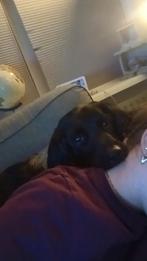 Oppas aangeboden Lemmer