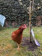 Jonge legkip rhode island red, Vrouwelijk, Tam