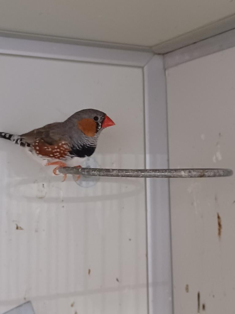 Diverse zebravinken, Dieren en Toebehoren, Meerdere dieren