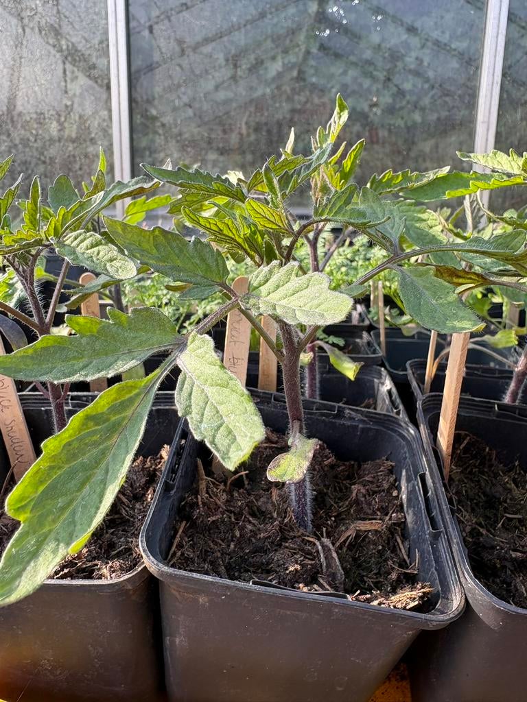 Diverse Groenteplantjes 🍅 🌶️ 🥒 3 voor € 5, Ophalen of Verzenden, Eenjarig, Groenteplanten, Volle zon