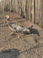 Kalkoen hennen (2025), Vrouwelijk, Kalkoen