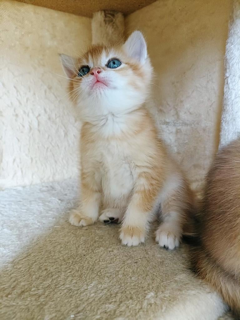 Unieke Britse Korthaar Black Golden Shaded Kittens, Dieren en Toebehoren, Katten en Kittens | Raskatten | Korthaar, Meerdere dieren