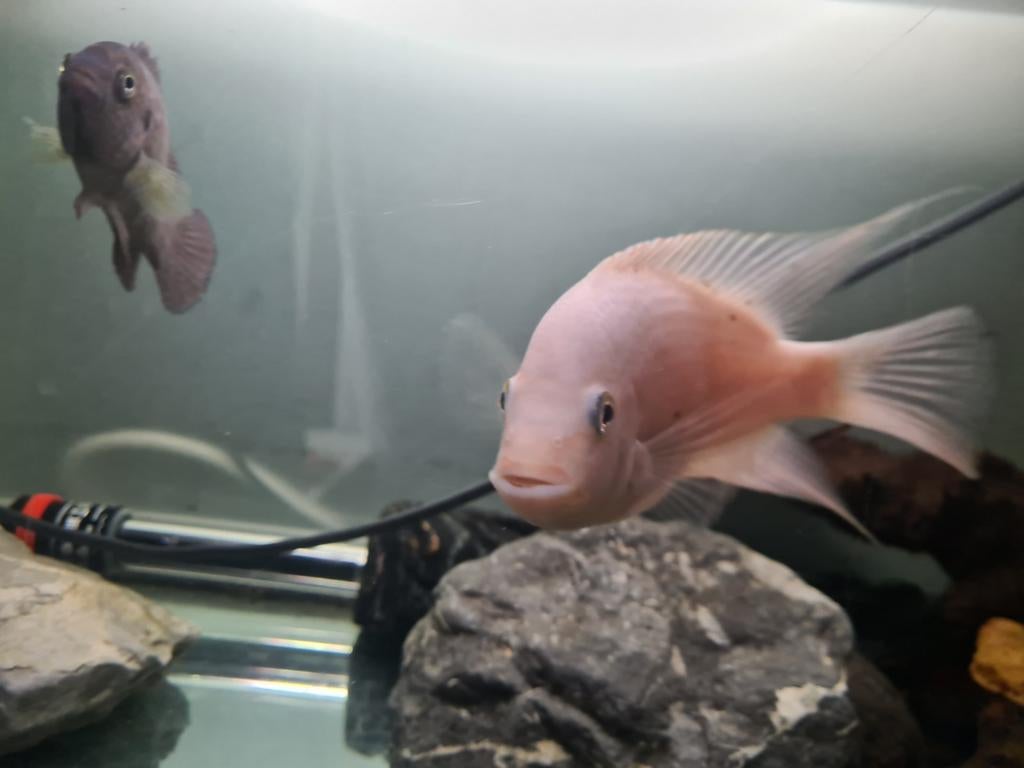 Red texas en rode acara chiclide, Vis