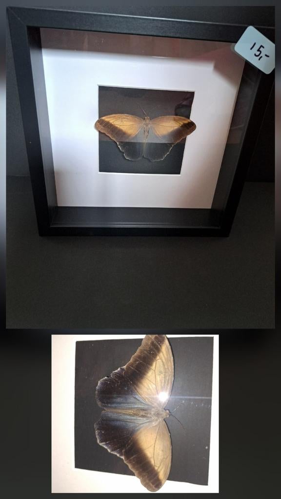 Vlinder in lijst, Ophalen of Verzenden, Insect, Opgezet dier