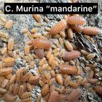 Cubaris murina "mandarin", Dieren en Toebehoren, Overige soorten