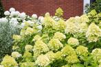 20 Limelight pluimhortensia €100, Ophalen of Verzenden, Hortensia, Struik, Minder dan 100 cm