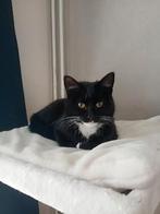 Poes 6 maanden, Dieren en Toebehoren, Poes