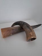 Koein hoorns, Huis en Inrichting, Woonaccessoires | Overige, Ophalen of Verzenden
