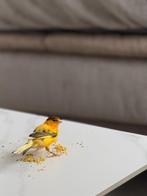 Prachtige kanarie, Dieren en Toebehoren, Vogels | Overige Vogels, Mannelijk