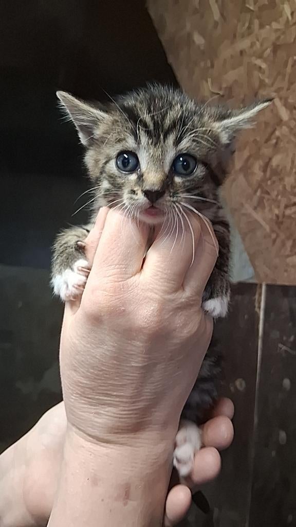 kittens, Dieren en Toebehoren, Meerdere dieren, Ontwormd, 0 tot 2 jaar