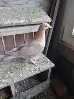 Postduiven, Meerdere dieren, Postduif