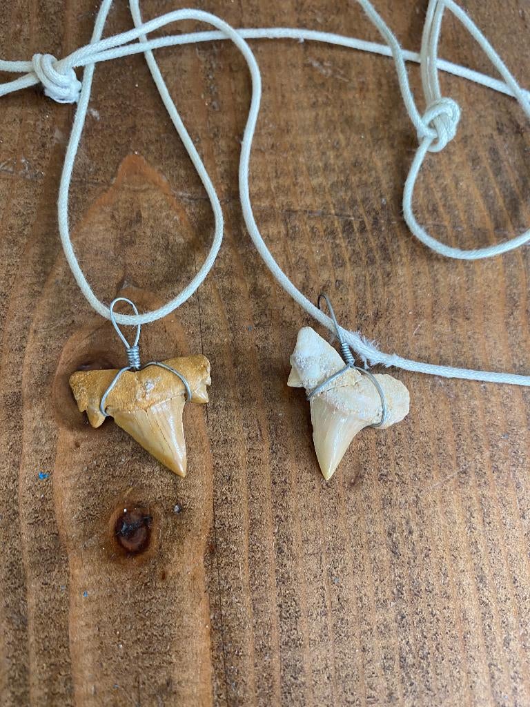 Haaientanden,FOSSIEL 55 milj jr oud.Div maten.Evt+Kettingoog, Ophalen of Verzenden, Gebruikt