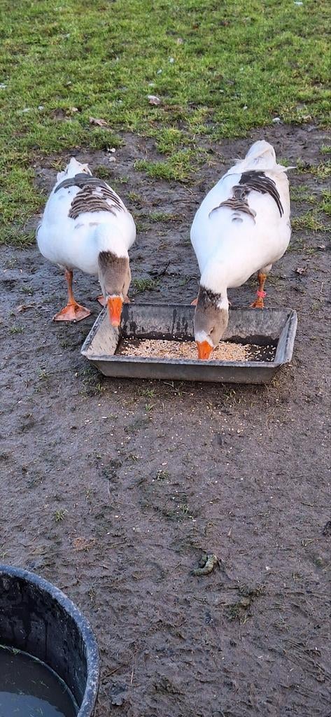 Twentse landganzen, Dieren en Toebehoren, Pluimvee, Mannelijk, Gans of Zwaan