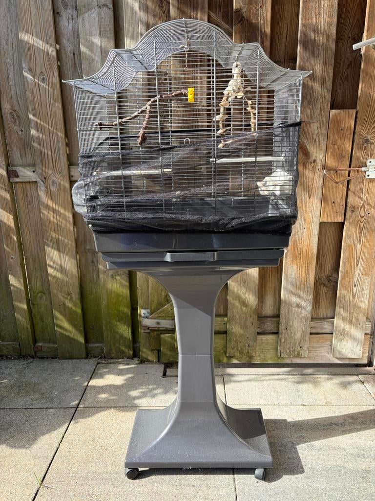 Kanarie kooi, Dieren en Toebehoren, Vogels | Kanaries, Mannelijk, Zangkanarie