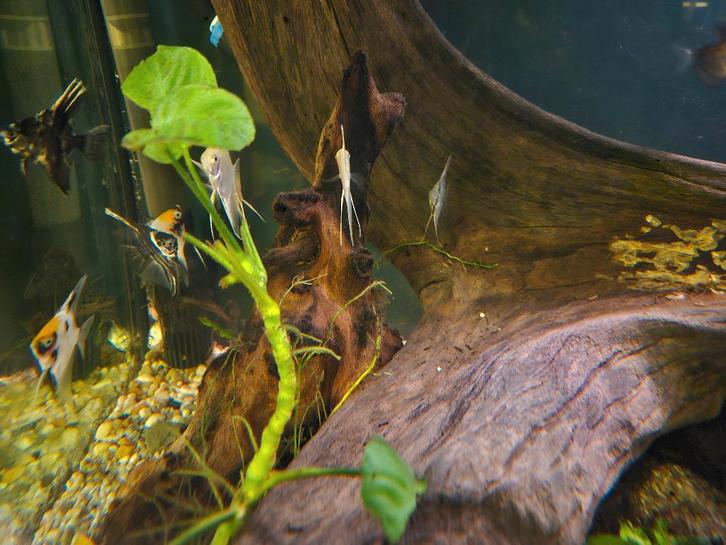 Vissen, garnalen, schildpadden, slakken, waterplanten, Dieren en Toebehoren, Vissen | Aquariumvissen, Zoetwatervis, Vis