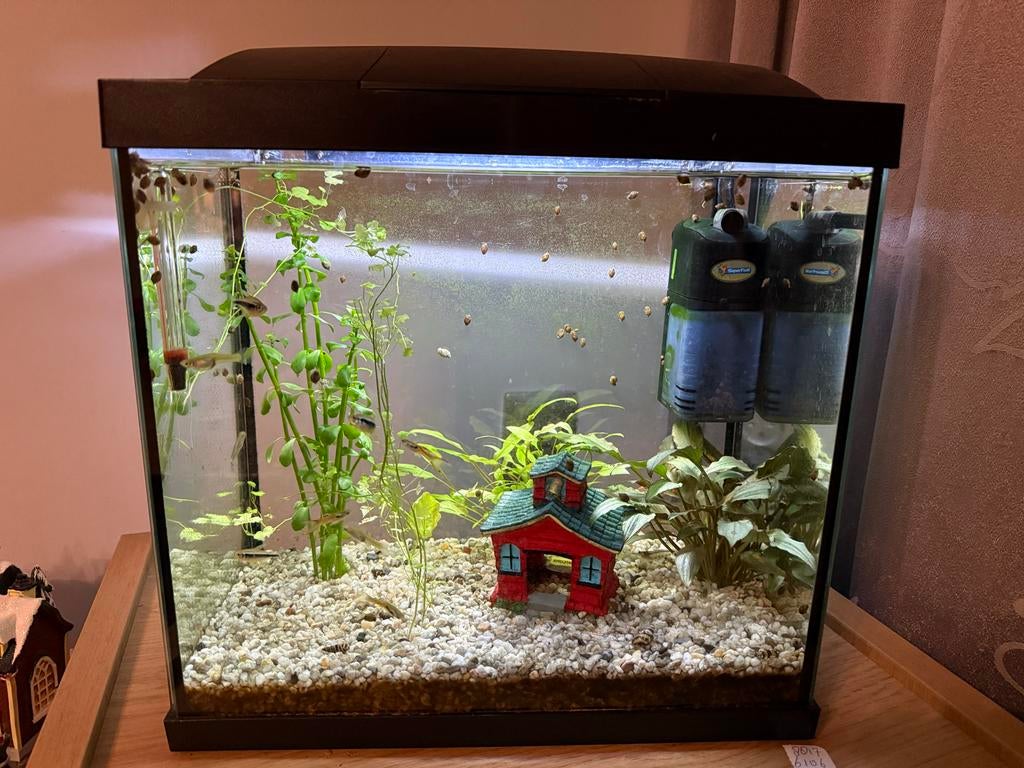 Aquarium, Ophalen, Inclusief vissen, Gebruikt, Gevuld zoetwateraquarium